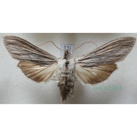 Cucullia umbratica (Linnaeus, 1758) Kapturnica mleczówka Czech32j